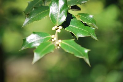 Ilex aquifolium 'Marg'- cesmína ostrolistá 'Marg' - jarní větévka